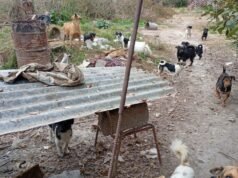 Detienen a un hombre por la muerte de cinco cachorros en Salta