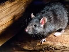Nuevo caso de hantavirus en Bariloche: mujer internada en terapia intensiva