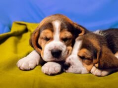 Celebra el Día Mundial del Perro: Fortalece el vínculo con tu mascota