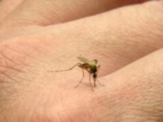 Descenso de casos de fiebre chikungunya en Argentina: se reportan 13 nuevos infectados