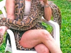 Intensa búsqueda de una boa extraviada en Colegiales: mide más de tres metros