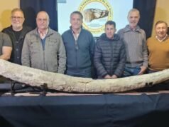 SAN PEDRO : La defensa de mastodonte más grande de Sudamérica fue hallada en San Pedro.