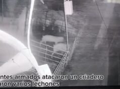 SAN PEDRO / RÍO TALA / VIDEO / Delincuentes armados atacaron un criadero y se llevaron varios lechones.