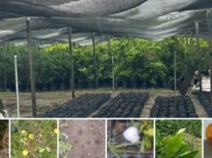 SAN PEDRO : Granizo en San Pedro: el INTA relevó daños puntuales en cítricos y frutales.