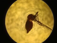 Avance argentino en la creación de una vacuna contra el dengue y otras enfermedades transmitidas por mosquitos
