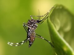 Dengue: La urgencia de prepararse ante futuros brotes en América Latina