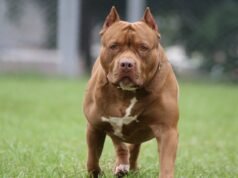 Nuevo proyecto de ley busca regular la tenencia de perros peligrosos tras tragedia en Córdoba