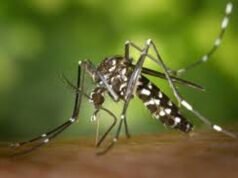 Reportan un nuevo caso de dengue en Buenos Aires