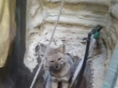 Rescatan y liberan a un zorro en Ostende tras quedar atrapado en un patio