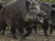 Río Negro avanza en la regulación de la venta de carne de jabalí y guanaco