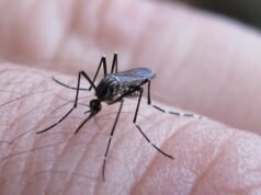 Se reporta el primer caso de fiebre chikungunya en Salta para la temporada 2026-2027