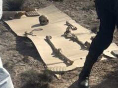 Un hallazgo sorprendente en Puerto Madryn: 125 piezas óseas encontradas durante un paseo
