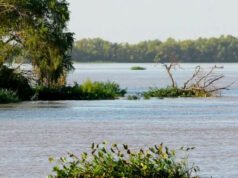 SAN PEDRO : El río Paraná sigue creciendo y crece la atención sobre su evolución.