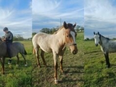 SAN PEDRO : Buscan recuperar caballos que robaron de un predio detrás de Arcor.