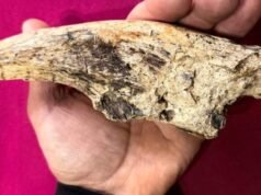 SAN PEDRO : El Museo Paleontológico recuperó una garra de 20 centímetros de un perezoso gigante de hace 200.000 años.