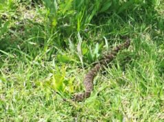 SAN PEDRO : Advierten por la presencia de una serpiente en el Paseo Público.