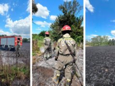 SAN PEDRO : Bomberos trabajaron en un incendio de pastizales y rastrojo de maíz camino al Aeroclub.