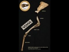 SAN PEDRO : Hallazgo paleontológico en San Pedro: descubren el brazo fósil más completo de una corzuela.