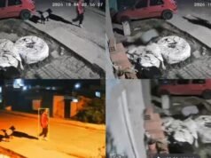 SAN PEDRO / VIDEO / Robaron un triciclo infantil y el delincuente quedó grabado huyendo con él.