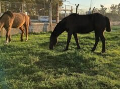 SAN PEDRO : Denuncian en redes el robo de dos caballos en Río Tala.