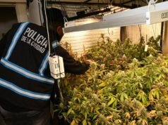 Allanamiento en Parque Chacabuco: secuestran armas y un invernadero de marihuana
