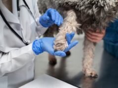 Aumentan los casos de leptospirosis: 76 confirmados y 106 probables en humanos