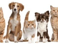 Buenos Aires lanza un servicio público de cremación y cementerio para mascotas