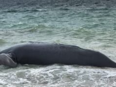 Crisis en Puerto Madryn: Aumenta la mortandad de ballenas