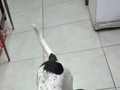 Desvinculan a policía por disparar a perro en comisaría de Floresta