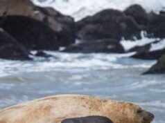 Nace Alfredito, el primer elefante marino en Mar del Plata en décadas