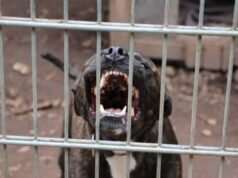 Tragedia en Moreno: un pitbull ataca y mata a un niño de 4 años