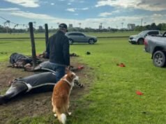 Tragedia en el Jockey Club: un rayo acaba con la vida de cuatro yeguas de polo